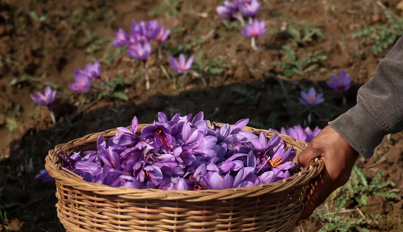 J&K Saffron output drops to 19.58 MT in 2024-25: Govt
