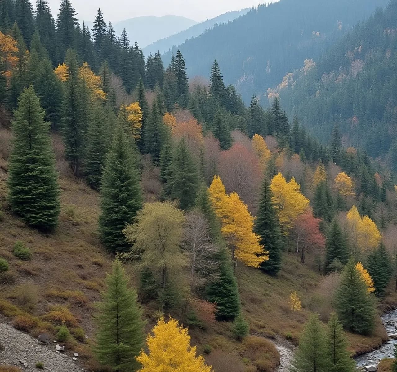 Bandipora records 5.73 sq km increase in forest cover, Govt highlights afforestation efforts