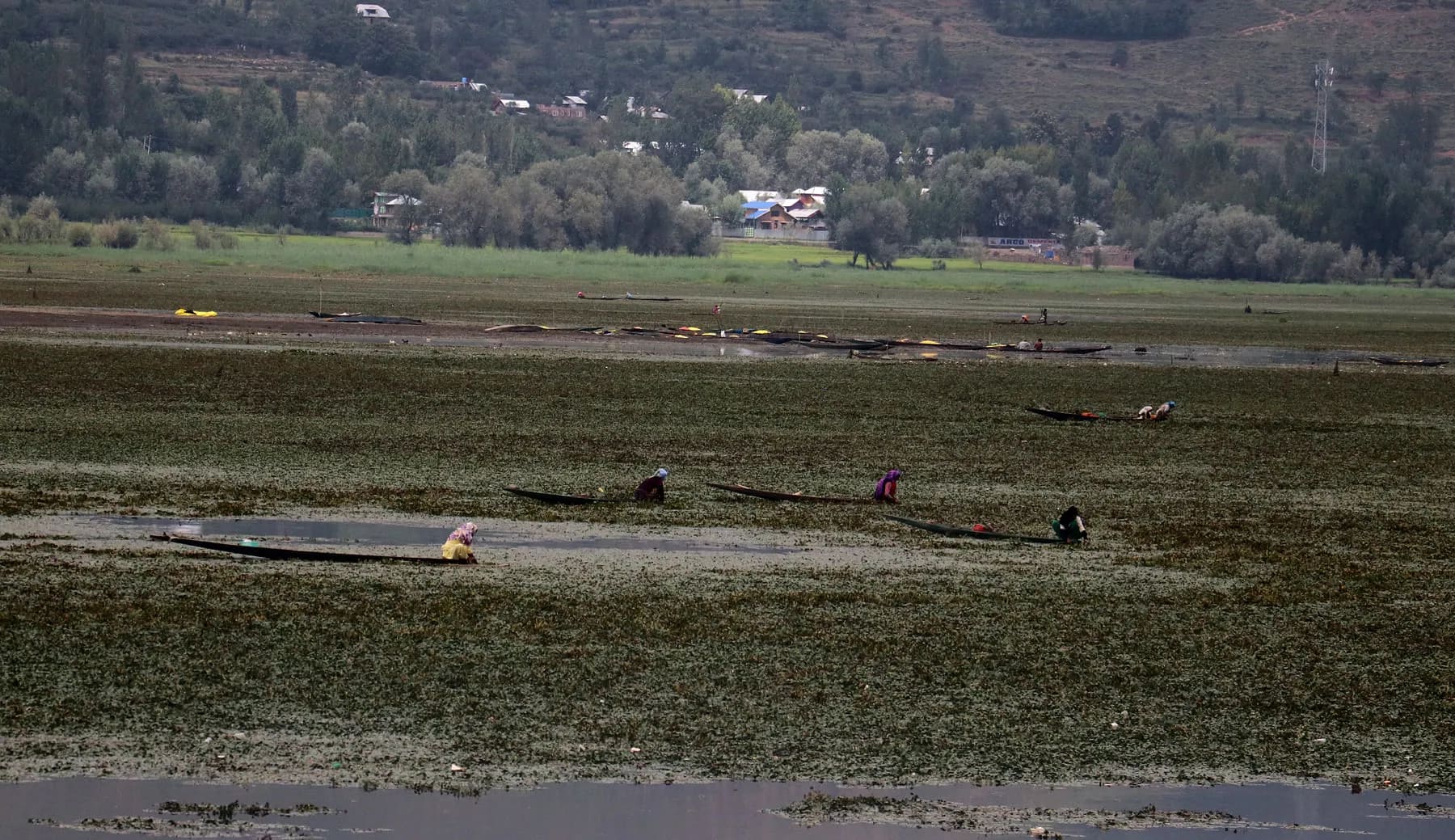 1.35 lakh Willows felled at Wular, 19 lakh plants raised: Govt informs House